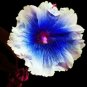 Hollyhock Flowers Dark Blue White Single Petals 80 Seeds