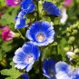 Hollyhock Flowers Dark Blue White Single Petals 80 Seeds