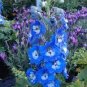 Hollyhock Flowers Dark Blue White Single Petals 80 Seeds