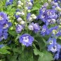Hollyhock Flowers Dark Blue White Single Petals 80 Seeds