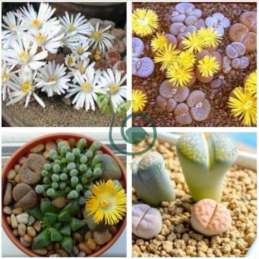 lithops 400 Seeds