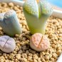 lithops 400 Seeds