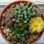lithops 400 Seeds