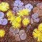 lithops 400 Seeds