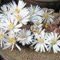 lithops 400 Seeds