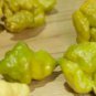 Pepper 100 Seeds