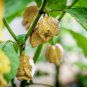 Pepper 100 Seeds