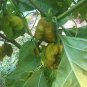Pepper 100 Seeds