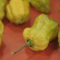 Pepper 100 Seeds