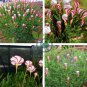 Oxalis Versicolor Flower 200 Seeds