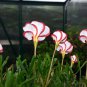 Oxalis Versicolor Flower 200 Seeds