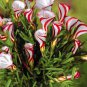 Oxalis Versicolor Flower 200 Seeds