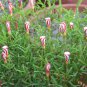 Oxalis Versicolor Flower 200 Seeds