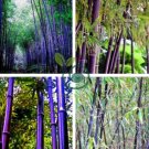 Purple Giant Bamboo 60 Seeds