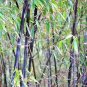 Purple Giant Bamboo 60 Seeds