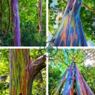Hawaii Rainbow Eucalyptus Tree 100 Seeds