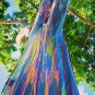 Hawaii Rainbow Eucalyptus Tree 100 Seeds