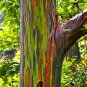 Hawaii Rainbow Eucalyptus Tree 100 Seeds