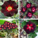 Brown Black Adenium Desert Rose with Fire Red Heart Flower 4 Seeds