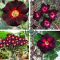 Brown Black Adenium Desert Rose with Fire Red Heart Flower 4 Seeds
