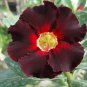 Brown Black Adenium Desert Rose with Fire Red Heart Flower 4 Seeds