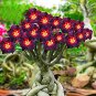 Brown Black Adenium Desert Rose with Fire Red Heart Flower 4 Seeds