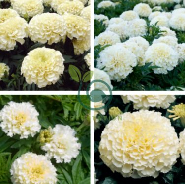 White Marigold French Vanilla Hybrid Flowers 100 Seeds