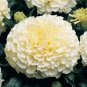 White Marigold French Vanilla Hybrid Flowers 100 Seeds