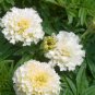 White Marigold French Vanilla Hybrid Flowers 100 Seeds