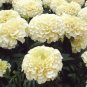 White Marigold French Vanilla Hybrid Flowers 100 Seeds