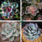 Echeveria Green Red Pink Yellow Colorful Succulent Plants 400 Seeds