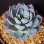 Echeveria Green Red Pink Yellow Colorful Succulent Plants 400 Seeds