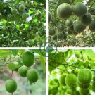 Luo Han Guo Siraitia Grosvenorii Bonsai 20 Seeds