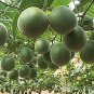 Luo Han Guo Siraitia Grosvenorii Bonsai 20 Seeds