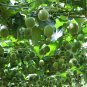 Luo Han Guo Siraitia Grosvenorii Bonsai 20 Seeds