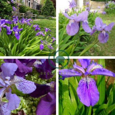 Heirloom Iris Tectorum Perennial Flower 40 Seeds