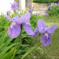Heirloom Iris Tectorum Perennial Flower 40 Seeds