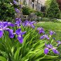 Heirloom Iris Tectorum Perennial Flower 40 Seeds