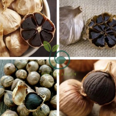 Black Garlic 200 Seeds