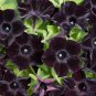 Petunia Black 'Velvet' Bonsai Annnual Flowers 400 Seeds