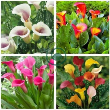 New Calla Lily Root Lilies Perennial Gardening Summer Flower 200 Seeds