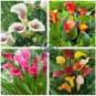 New Calla Lily Root Lilies Perennial Gardening Summer Flower 200 Seeds