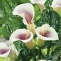 New Calla Lily Root Lilies Perennial Gardening Summer Flower 200 Seeds