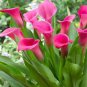 New Calla Lily Root Lilies Perennial Gardening Summer Flower 200 Seeds