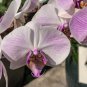 Heirloom Phalaenopsis Moth Orchid Perennial Bonsai 200 Seeds