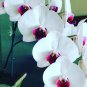 Heirloom Phalaenopsis Moth Orchid Perennial Bonsai 200 Seeds
