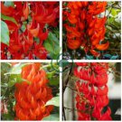 Strongylodon Orange Jade Vine Perennial Climbing Flower 10 Seeds