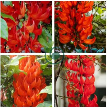 Strongylodon Orange Jade Vine Perennial Climbing Flower 10 Seeds