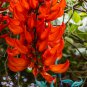 Strongylodon Orange Jade Vine Perennial Climbing Flower 10 Seeds