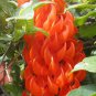 Strongylodon Orange Jade Vine Perennial Climbing Flower 10 Seeds